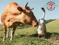 Sanctuary Animal Caregiver and Programs Assistant