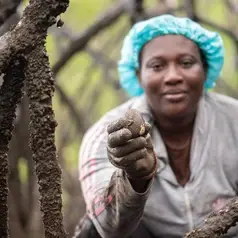 Imagen de: COLOMBIA - Entre raíces y mareas: Guardianas del manglar