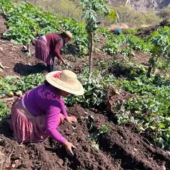 Imagen de: BOLIVIA - Cosechando soberanía alimentaria, gota a gota
