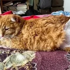 Imagen de: MÉXICO - Recaudación para Garfield
